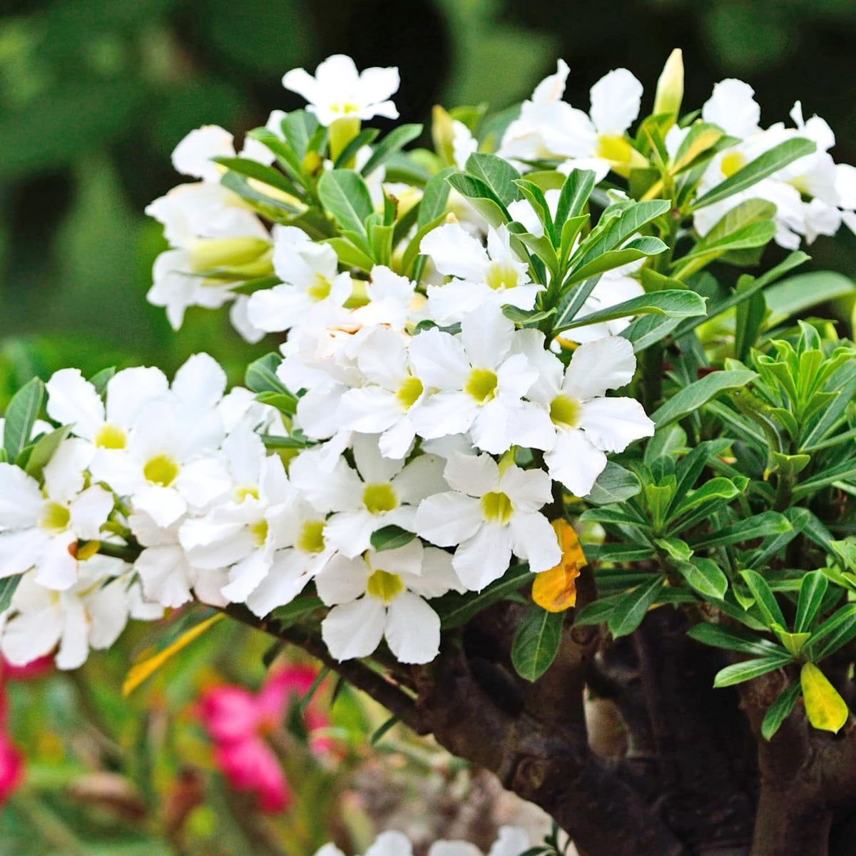 Pack 2 Adenium Desert Rose Plants Live, White Desert Rose Seedlings 4-7” Tall, Succulent Flowering Bush Live