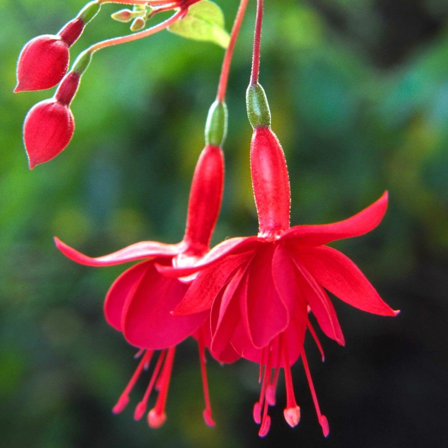 3 Red Fuchsia Live Plants, Fuchsia Plants Live, 4 and 8 Inc Tall, Gardening and Outdoor Patio