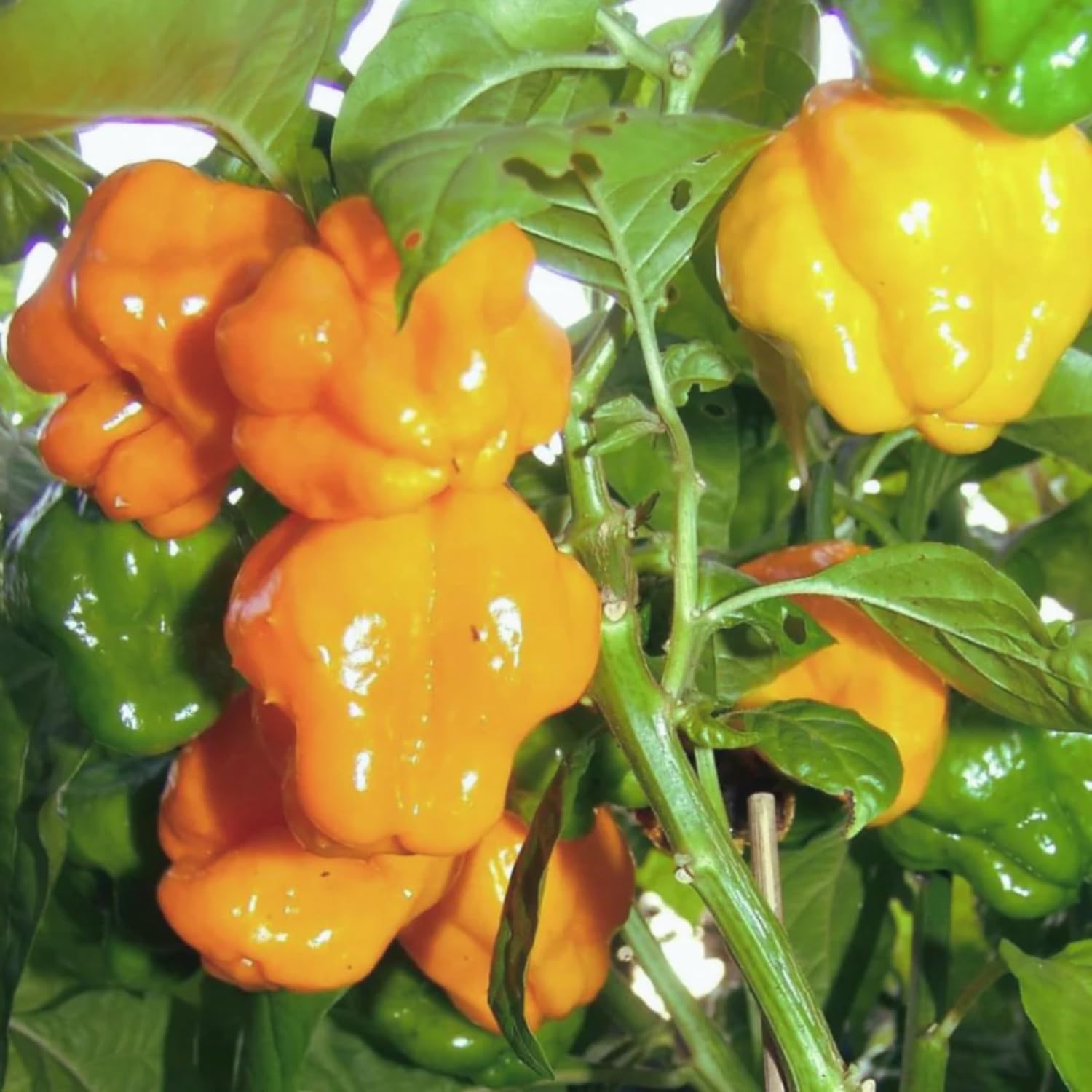 50 Yellow Scotch Bonnet Pepper Seeds, Yellow Jamaican Hot Pepper Seeds for Planting Indoor Outdoor