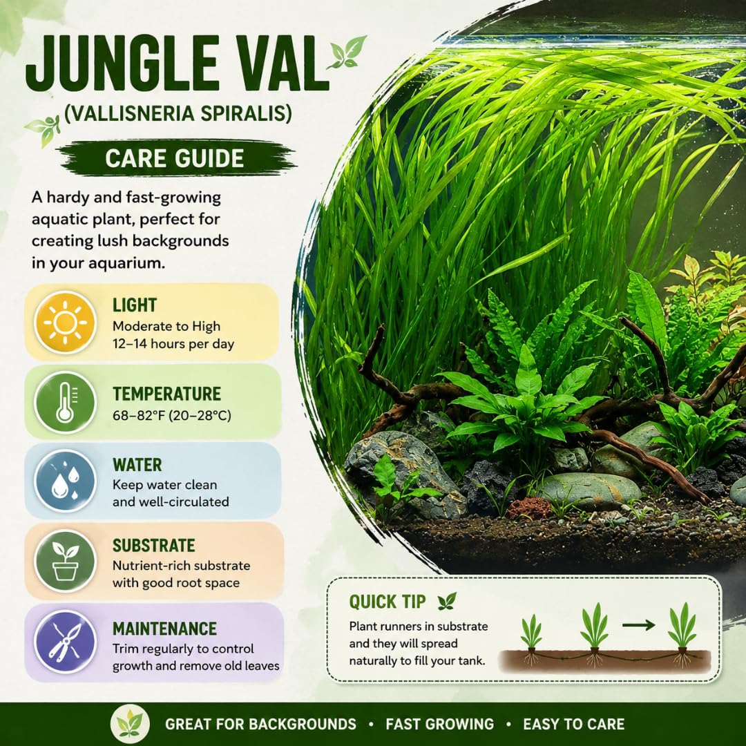 3 Jungle Val Live Plants, Green Aquarium Plants for Aquascaping