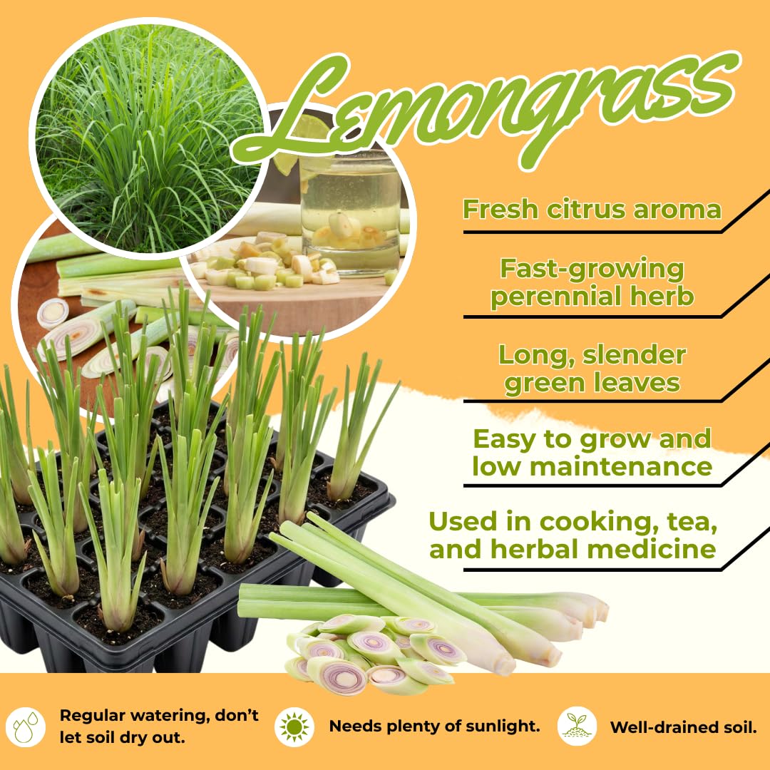 10 Large Lemongrass Plants Live Stalks, Lemon Grass Live Plant, Well Rooted and Hardy, Fragrant, 5-9" in Tall
