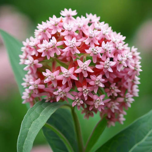 2 Butterfly Milkweed Plants Live, Tropical Milkweed Live Plants, Asclepias Tuberosa Plants, 4-9" Height for Outdoor Planting (Broadleaf Milkweed)