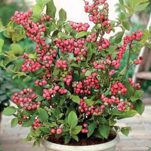 2 Year Old Pink Lemonade Blueberry Bush Tree Live Plant 1-2Feet Tall in 1 Gallon Pot, Blueberries Plants, High Yielding, Ready to Fruit, No CA