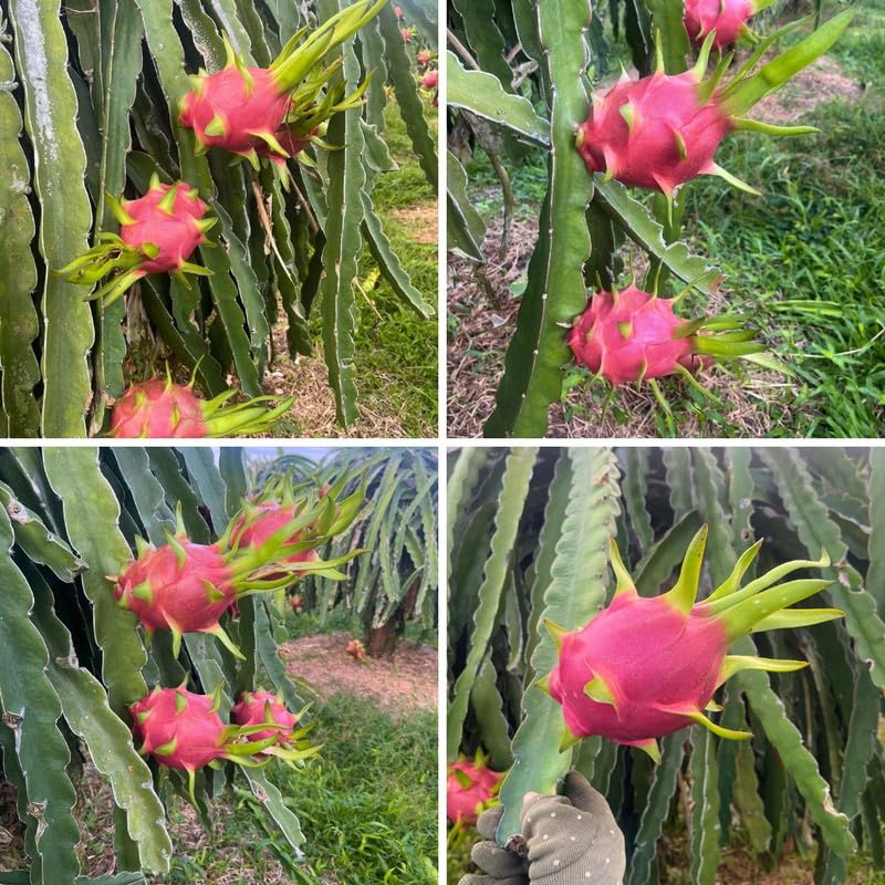 Live Red Dragon Fruit Plant 1 Gallon, Dragon Fruit Tree Plant Live for Home Gardening, Outdoor Plants