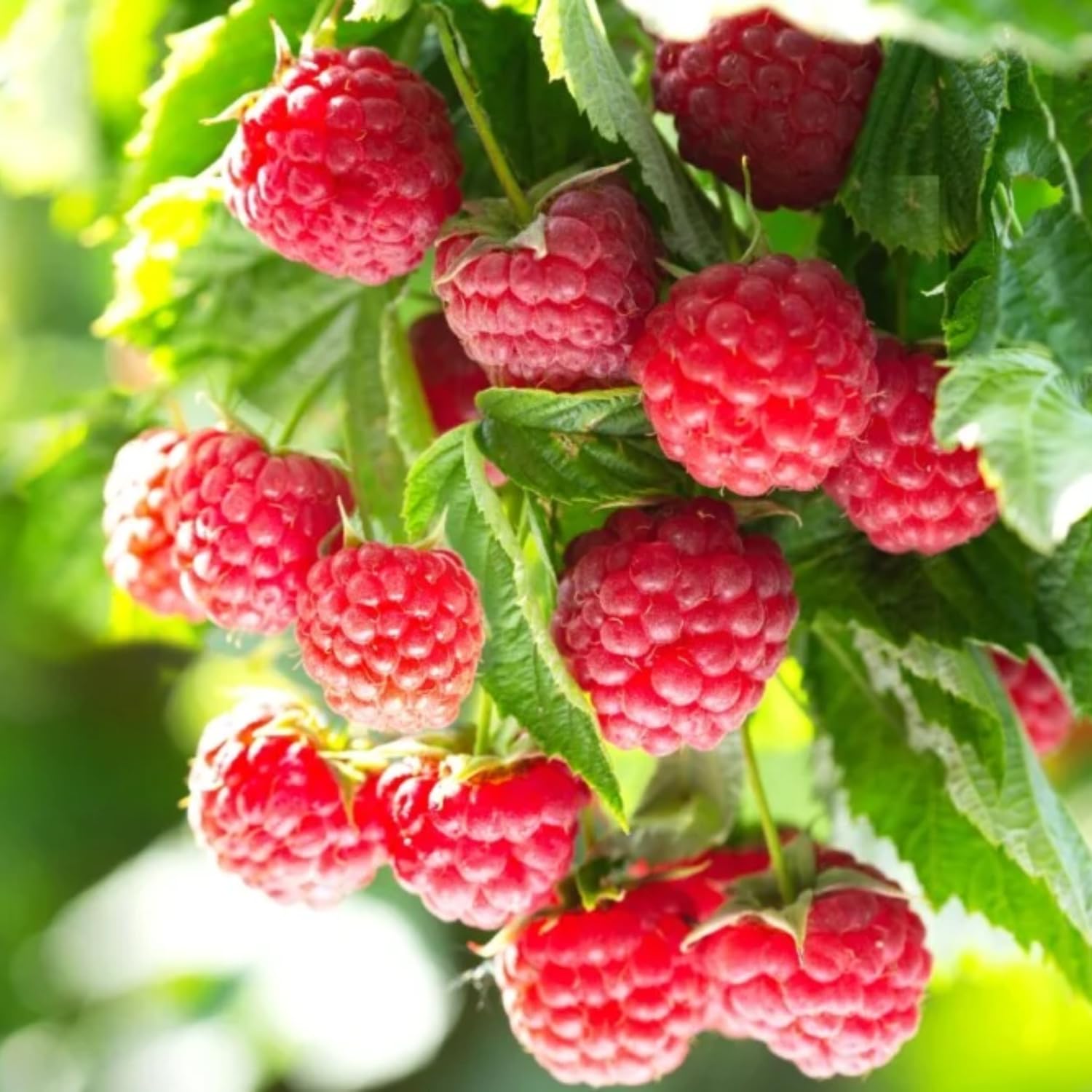 4 Red Thornless Raspberry Plants Live, 5-9 Inch Tall, Raspberry Fruit Trees for Outdoor Growing, Raspberry Seedling