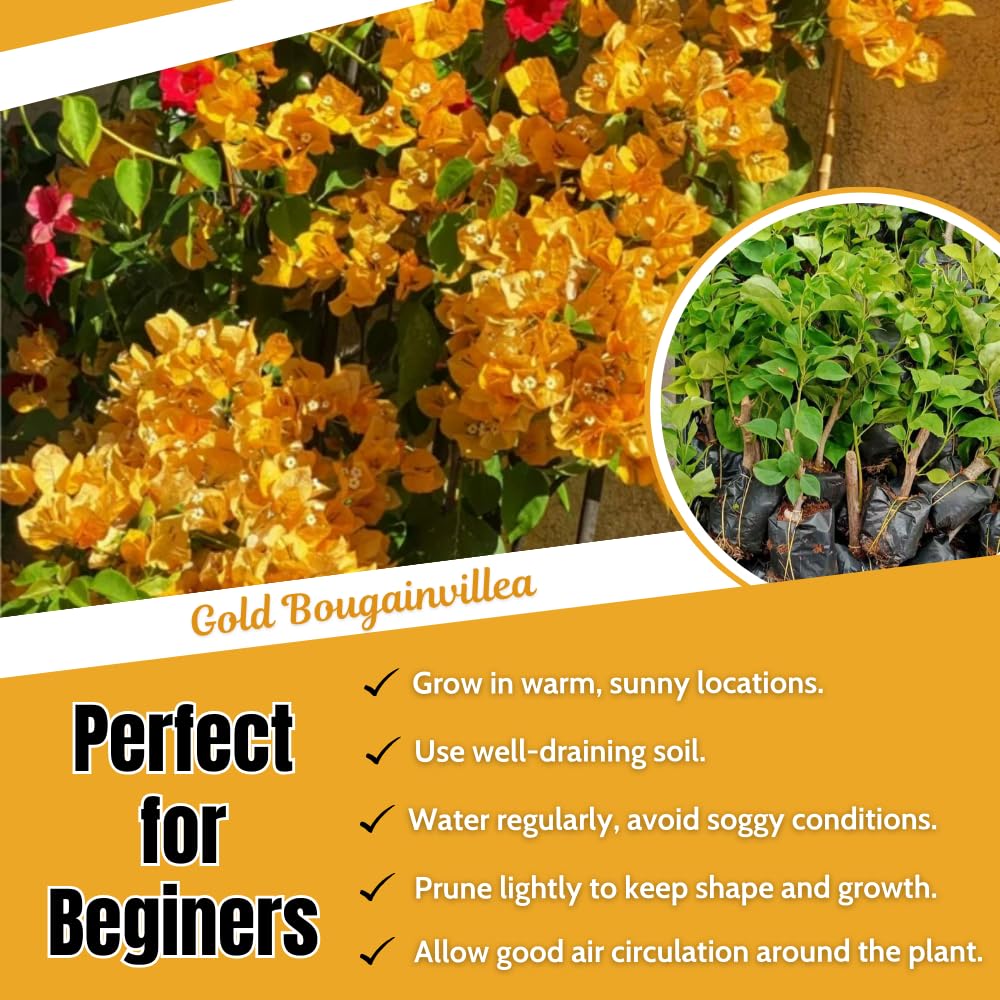 2 Bougainvillea Plants Live, Bougainvillea Flower Vine Plant, Indoor Outdoor Garden 4-7 Inches (Gold)