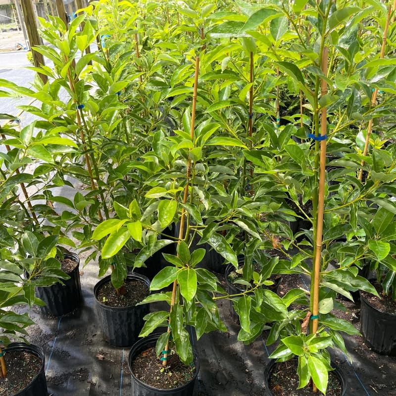 HASS Avocado Tree Grafted, Live Avocado Tree for Planting Outdoor 1-2 Feet Tall Including Pot, No Shipping to CA
