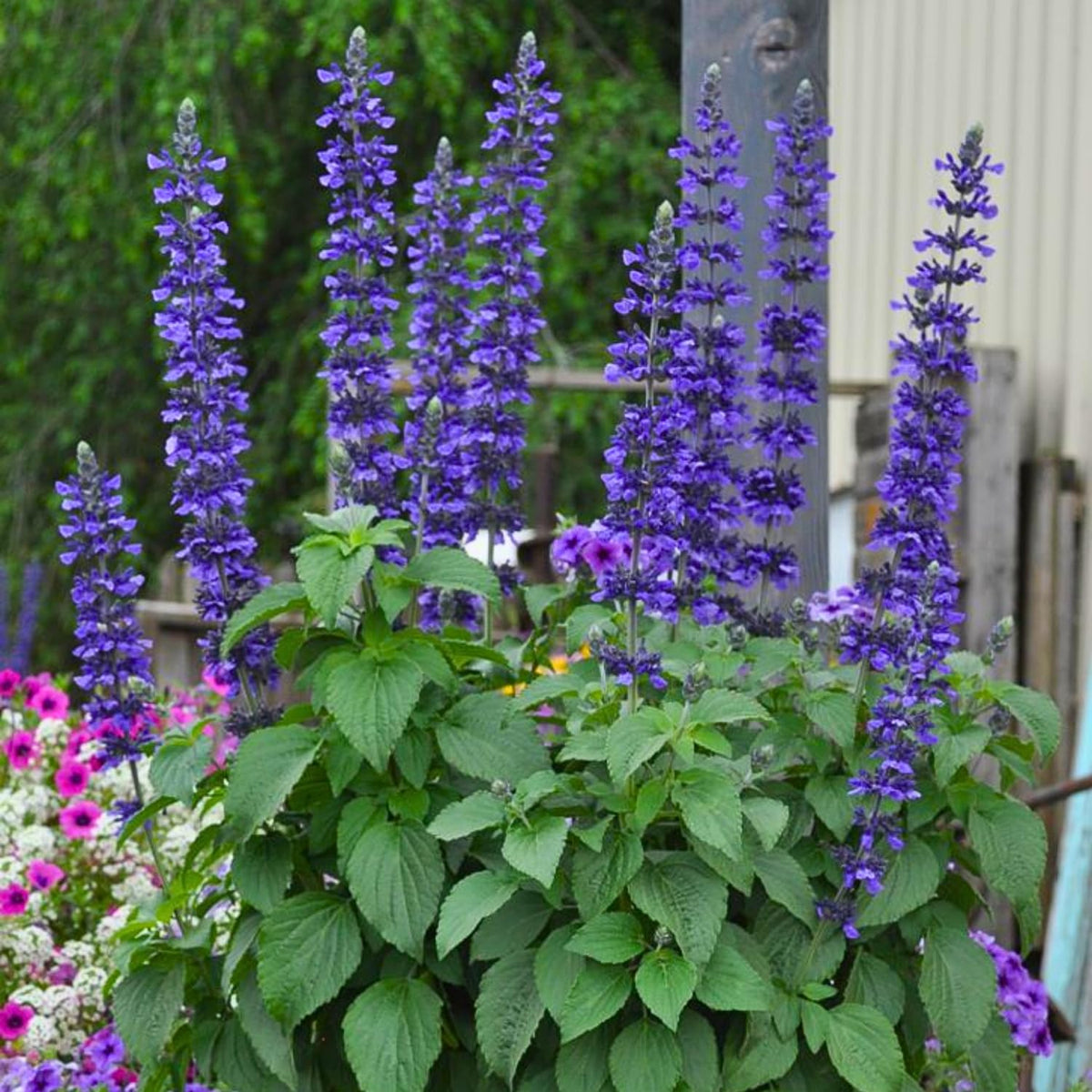 Set 3 Salvia Plants Live, Well Rooted 4-6 Inches, Vibrant, Fragrant Flowering Shrubs for Garden or Containers (Dark Purple)