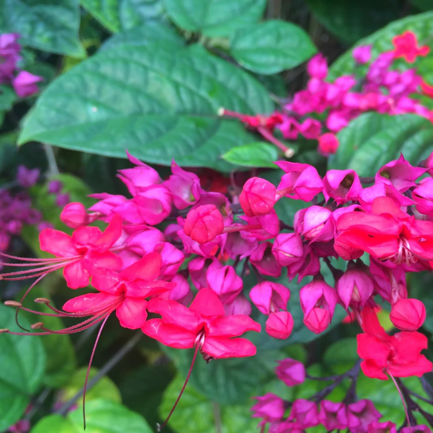 2 Red Bleeding Heart Plants Live, Clerodendrum Perennial Shade Flower Plants, 4-6 Inch Tall Well-Rooted