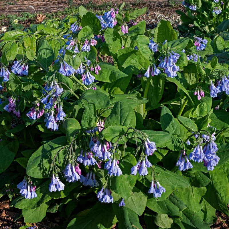 5 Bluebell Plant Roots, Blue Flower Plant Root for Planting Outdoor Shade Garden