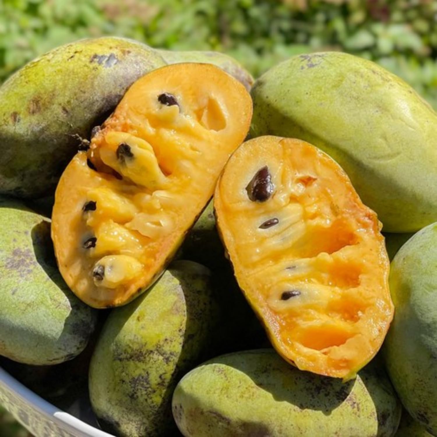 Pawpaw Tree Live Plant Bare Roots, Hardy Paw Paw Plant, 6 to 12 Inc Tall, Paw Paw Live Plant in Quart Potted