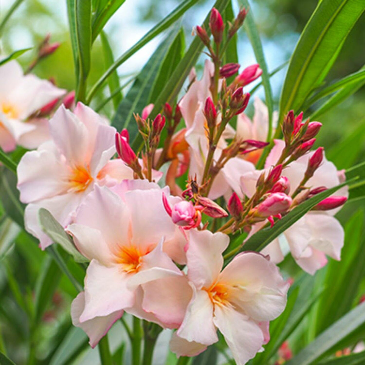 3 Oleander Plants Live, 5 to 8 Inches Long, Tropical Plant Live Shrub, Salmon Oleander Live Plants, Growing Garden