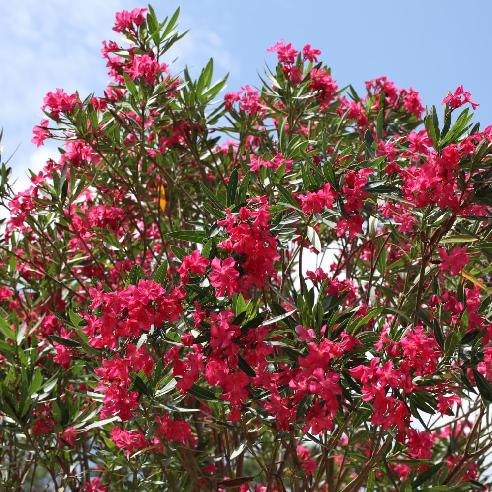 4 Oleander Plants Live, Pink Oleander Flowering Bush Shrub, 3 to 5 Inches