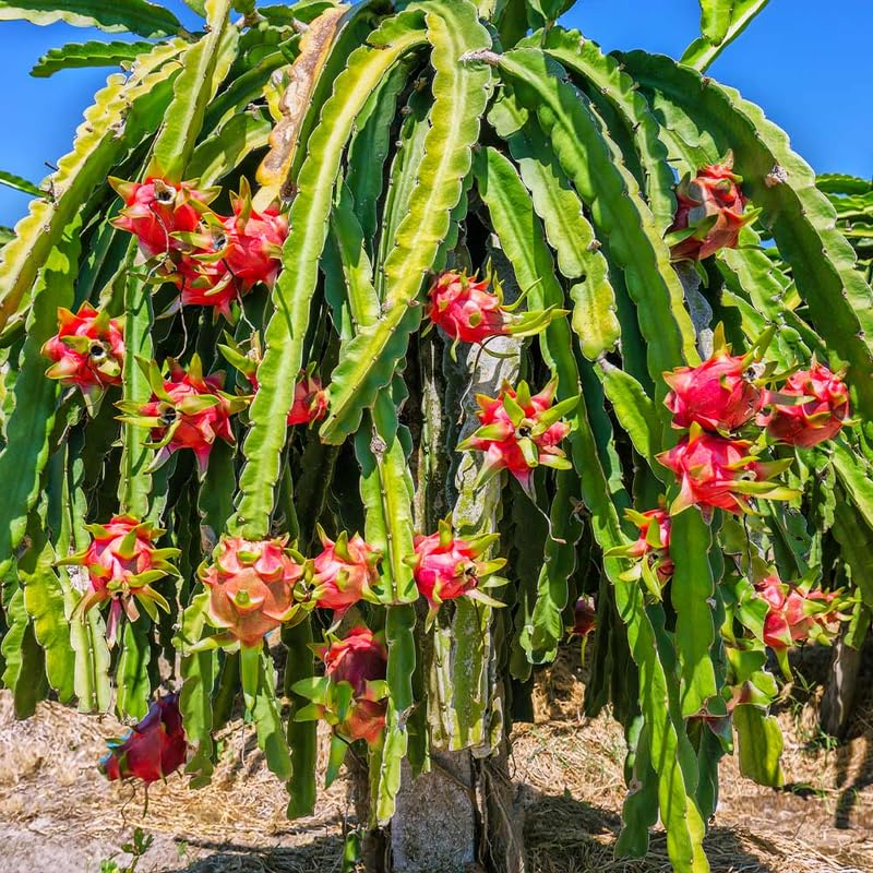 Dragon Fruit Plant Live in 3 Gallon Pot, Tropical Dragon Fruit Vine Plant, Sweet Fruit Cactus for Outdoor Growing