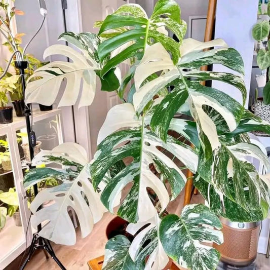 Monstera Live Plant, Variegated Monstera Plant, House Plant Live, from 4 to 6 Inches Tall