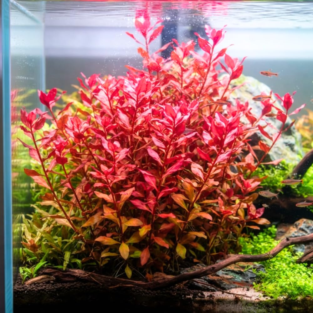 Red Rotala Aquarium Plant, 1 Bundle Live Stem Plant