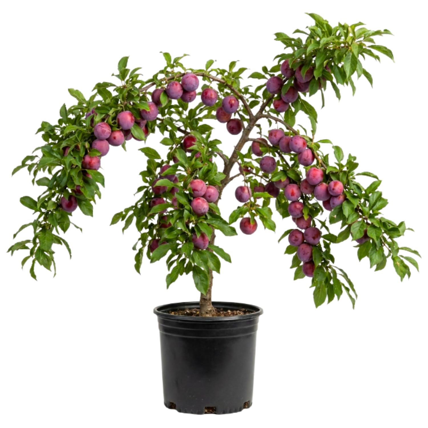 Santa Rosa Plum Tree Live Plant 2.5-3 Feet Tall, Sweet Plum Fruit Tree for Backyard Orchard, Patio Containers or Home Garden Growing, No Ship to CA