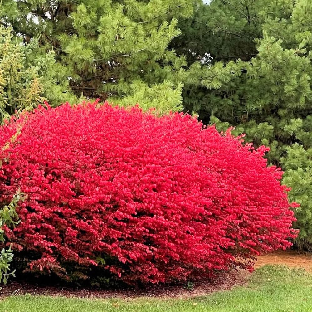 10 Dwarf Burning Bush Bare Root Plants, 4-8" Tall, Hardy Ornamental Shrub, No Ship to NY, NH, MA, VT