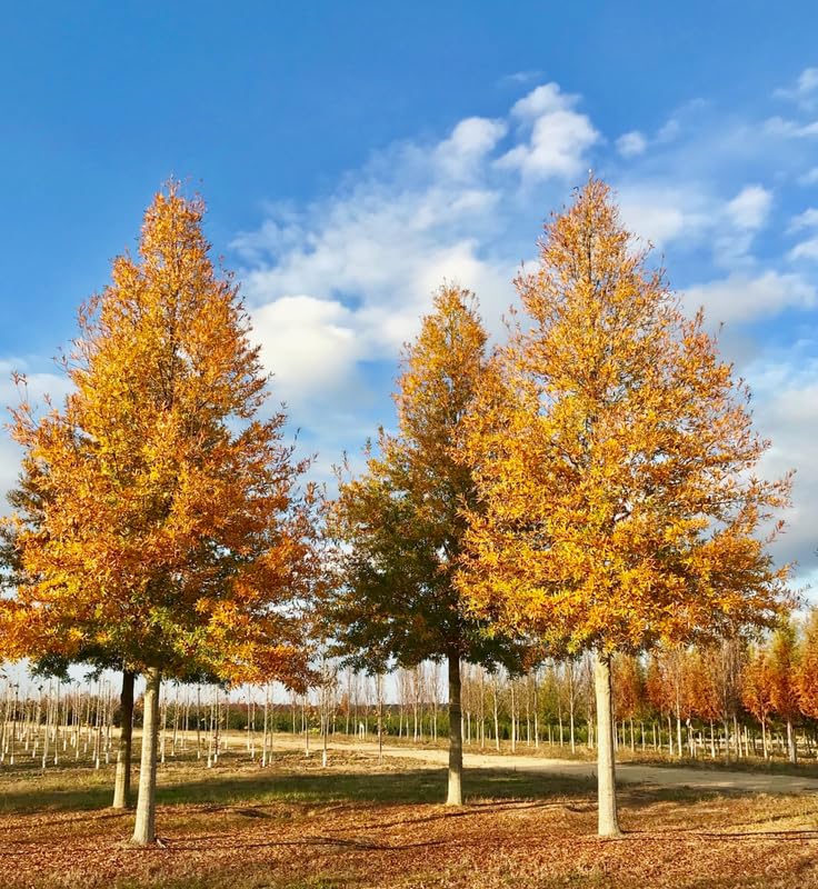1 Year Old Willow Oak Tree Live Plant in 4" Pot, Fast Growing Shades Tree, Well-Rooted Seedling, Dormant in Winter, 6-12 Inches in Tall