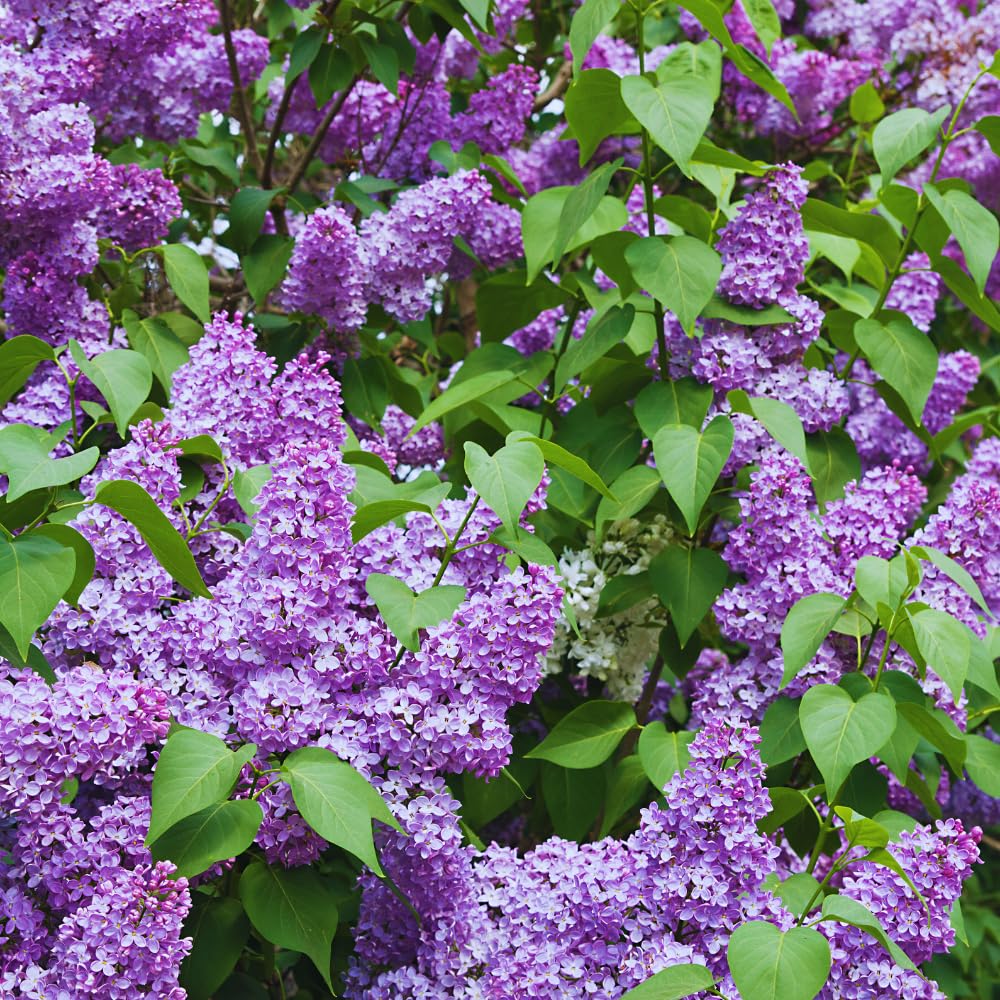 Lilac Tree Live Plant, Purple Lilac Bushes Live Plant, 12 Inches Tall, Shrub Flower Plants