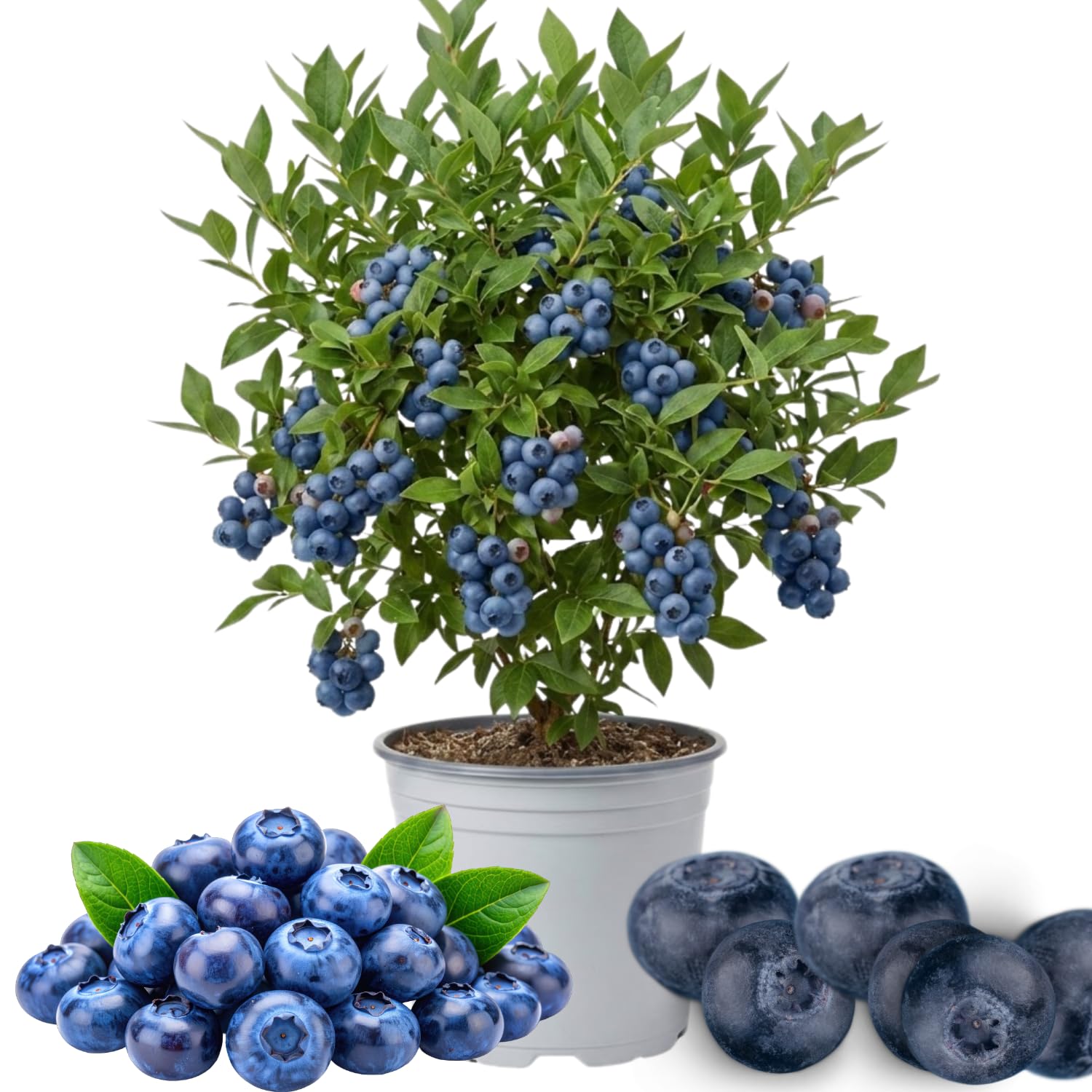 Fruit-Bearing Blueberry Bush Tree Live Plant, 2 Years Old 1-2 Feet Tall in 1 Gallon Pot, Blueberries Plants, High Yielding, Ready to Harvest, No CA
