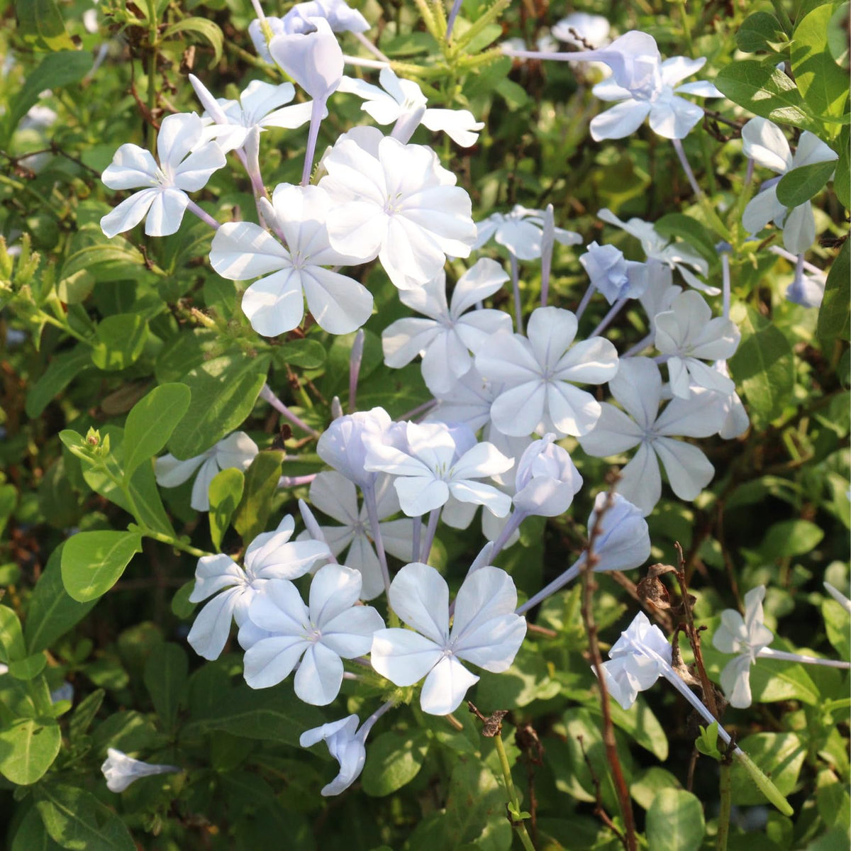 Set 4 Plumbago Plants 4–6'' Tall, Vibrant Flowering Shrubs for Garden or Containers, Well Rooted, Ready to Grow (Mix)