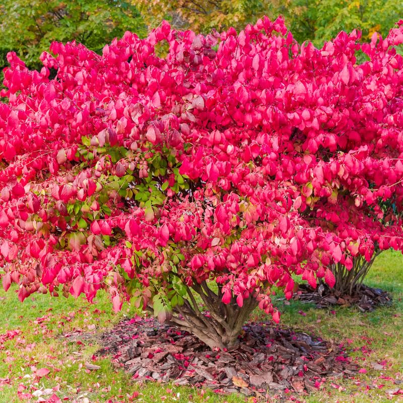 5-Pack Dwarf Burning Bush Bare Root Plants, 4-9" Tall, Hardy Ornamental Shrub, Compact Landscaping Garden