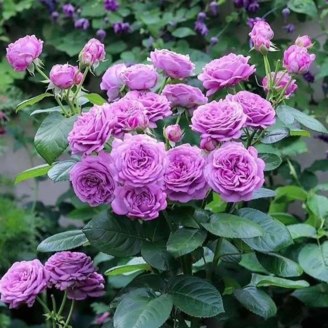 Live Purple Rose Plant for Planting, Hardy Flowering Plant, Rose Flowering Shrub in 3 Gallon Pot for Containers, Landscapes, and Backyard Gardens, No Ship to CA
