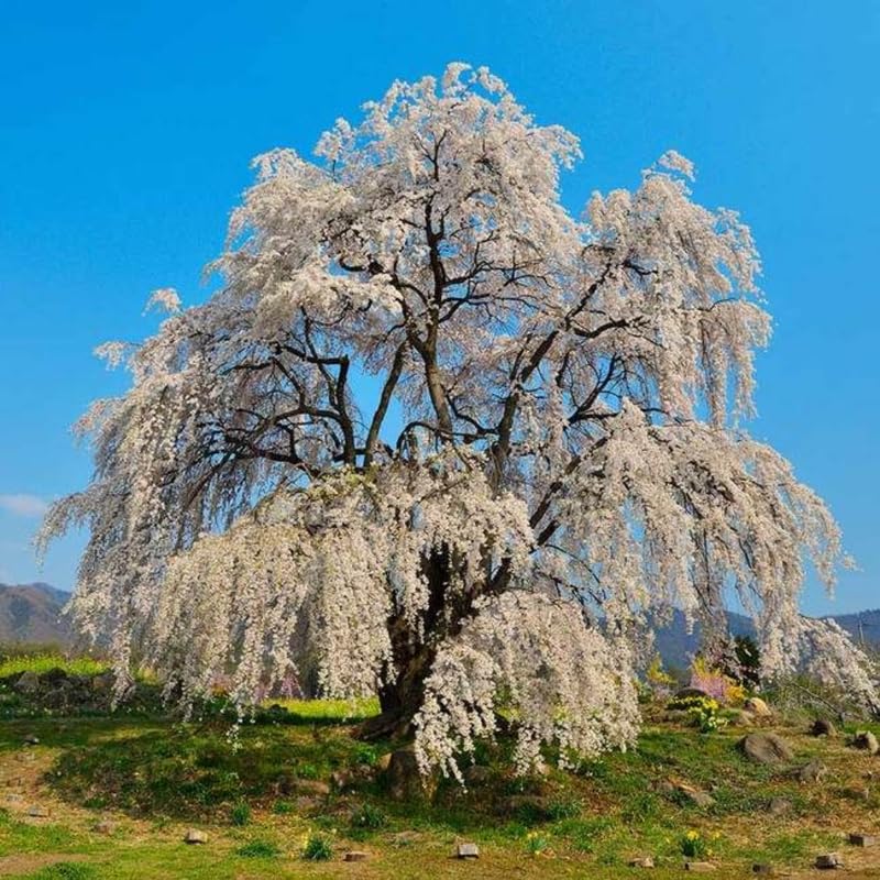 White Cherry Blossom Tree Live Plant 2-3 Ft, Flowering Cherry Tree for Outdoor Garden, Ornamental Vibrant Bloom Tree for Yard, Landscape or Garden Planting, 3 Gallon Pot, No Ship to CA