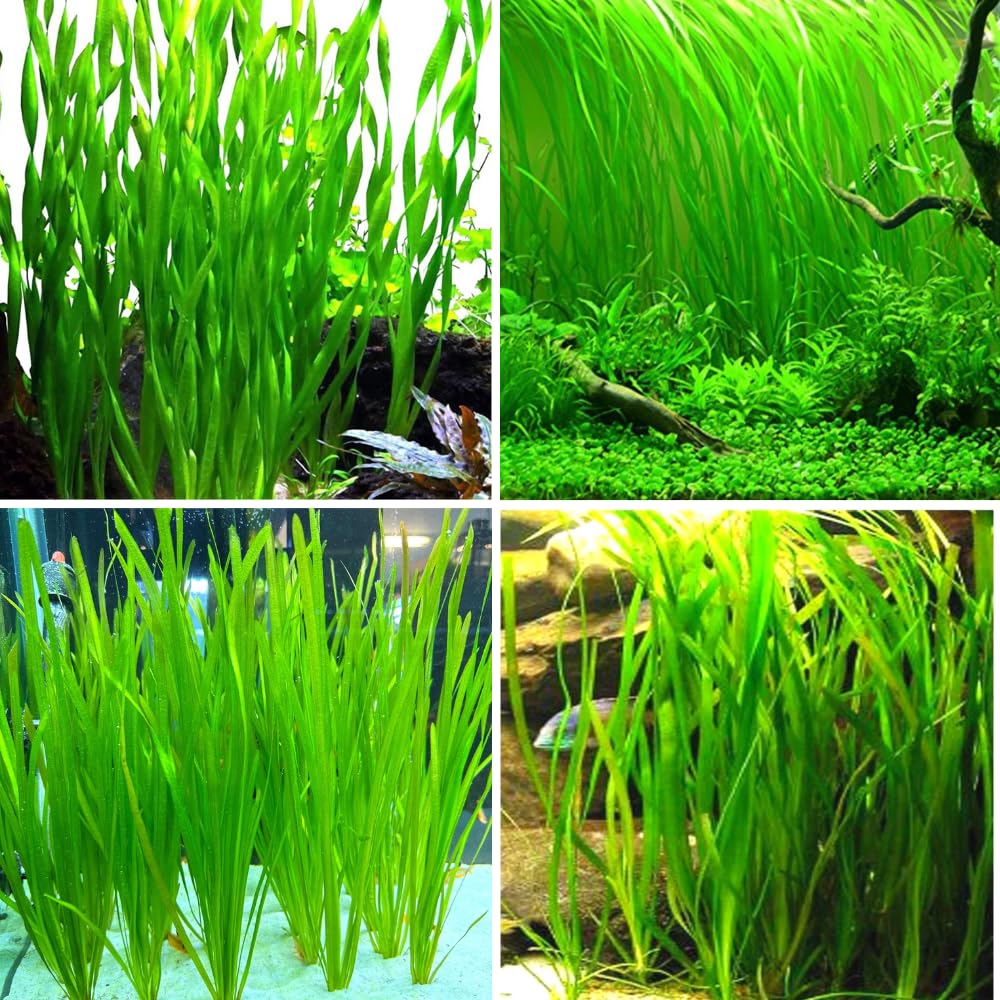 3 Green Jungle Val Plants, Aquarium Plants Live, Live Aquarium Plants, Jungle Vallisneria Live Plant, 4 to 8 Inches Tall, Aquatic Plants Live