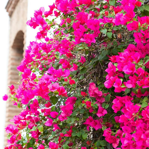 3 Bougainvillea Plants Live, 4-8” Tall Flowering Bougainvillea Vines, Tropical Climbing Plants for Garden or Containers, No Pot