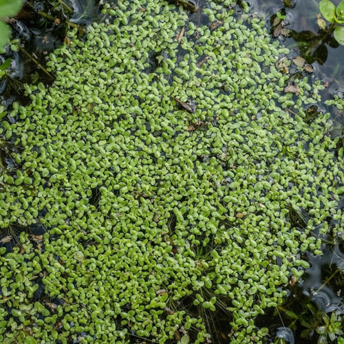 2000 Freshwater Duckweed Plants Live, Floating Aquarium Plant