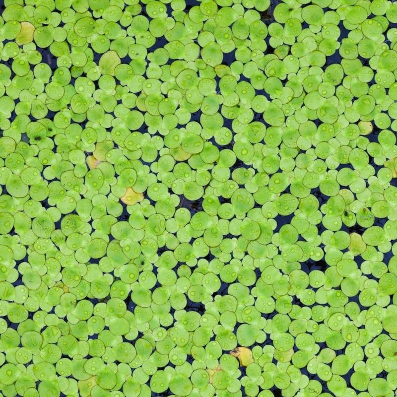 2000 Live Duckweed Plants - Freshwater Floating Aquarium Plant