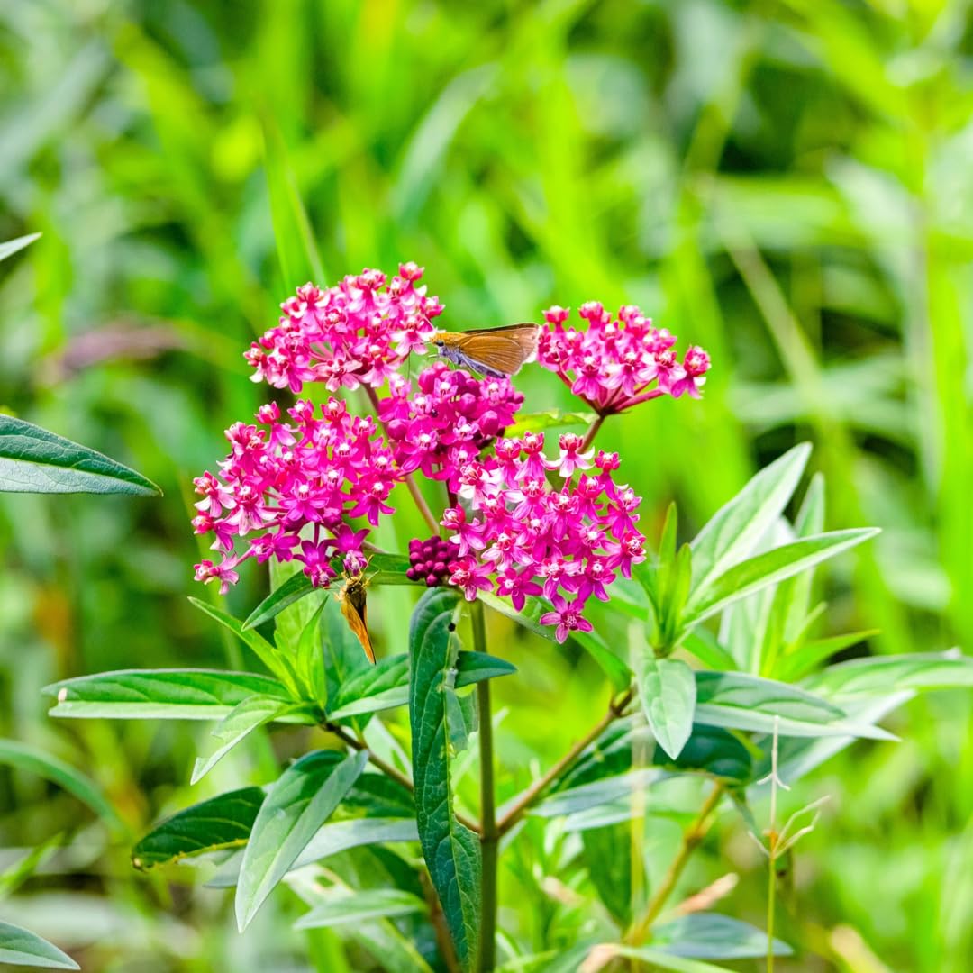 Set of 2 Live Milkweed Plants, Perennial Butterfly Milkweed Plants, Asclepias Tuberosa Plant, 5-8 Inch Tall for Indoor or Outdoor Planting (Pink Milkweed)