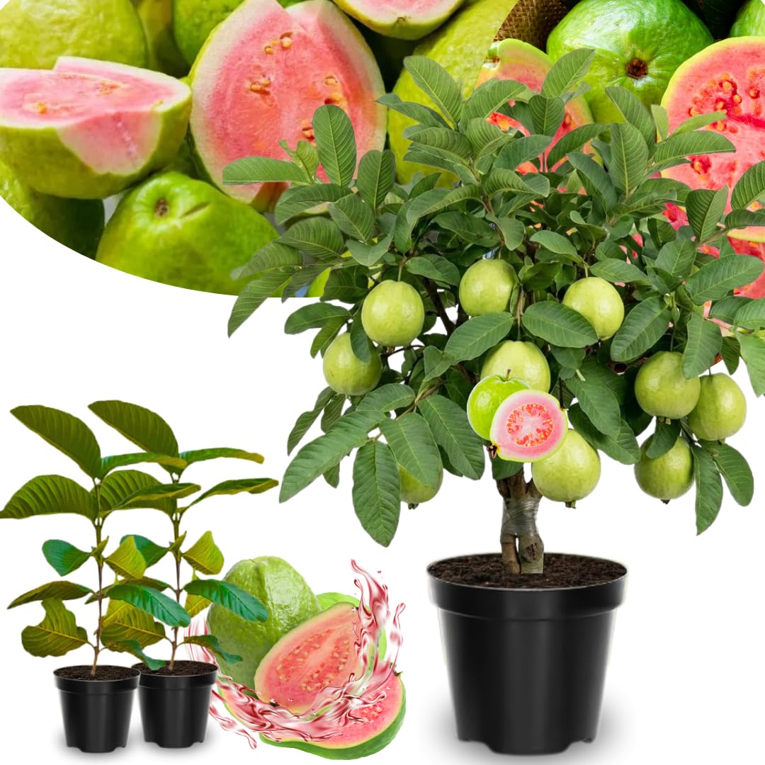 2 Pink Guava Trees Live Plants for Outdoor Planting, 4 to 6" Starter Plant, Fragrant and Sweet Guava