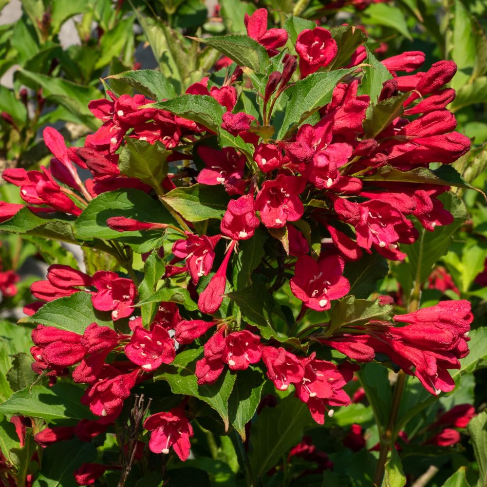 Red Weigela Plant Live, Weigela Flower Shrubs in Quart Pot for Outdoor Planting, Dormant in Winter