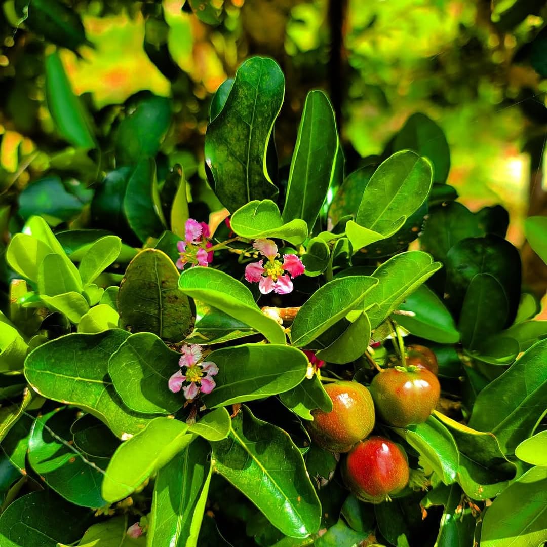 Barbados Cherry Tree Live Plant, 4-8 Inch Tall, Acerola Red Cherry Tropical Fruit Tree