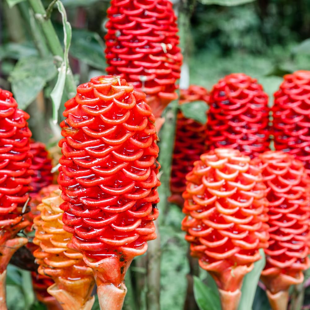 2 Awapuhi Shampoo Ginger Plants 4-6 Inch, Live Zingiber Zerumbet Pinecone Ginger Starter, Fast Growing, Easy Care