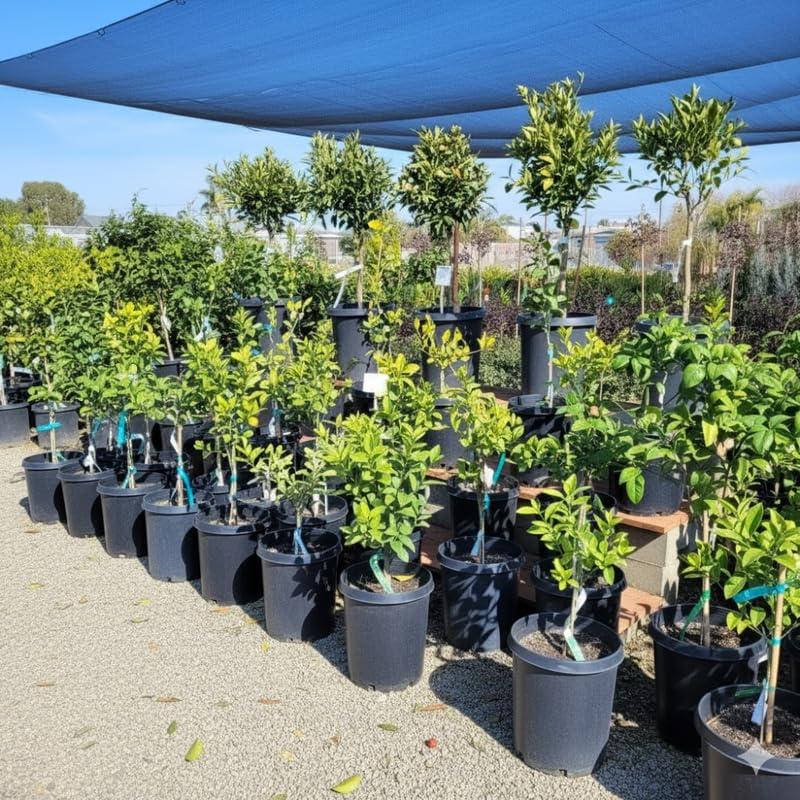 Valencia Orange Tree Live Plant, 4-5 Feet Tall in 5 Gallon Pot, Sweet Citrus Tree for Outdoor Planting