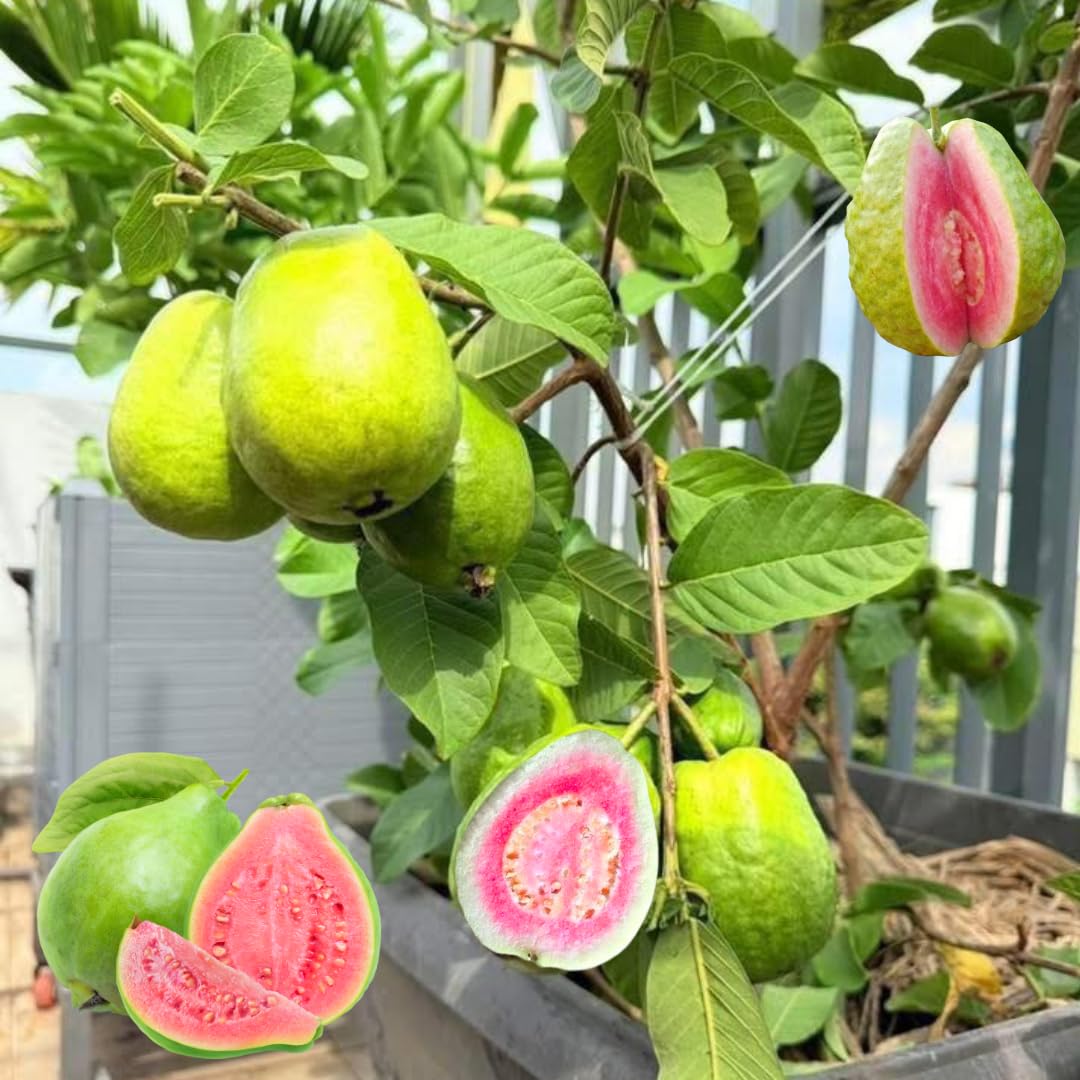 Grafted Ruby Guava Tree Live Plant 3-4 Feet Tall, Ready to Bear Fruit, Tropical Guava Plant Zones 9-11 for Outdoor Spring