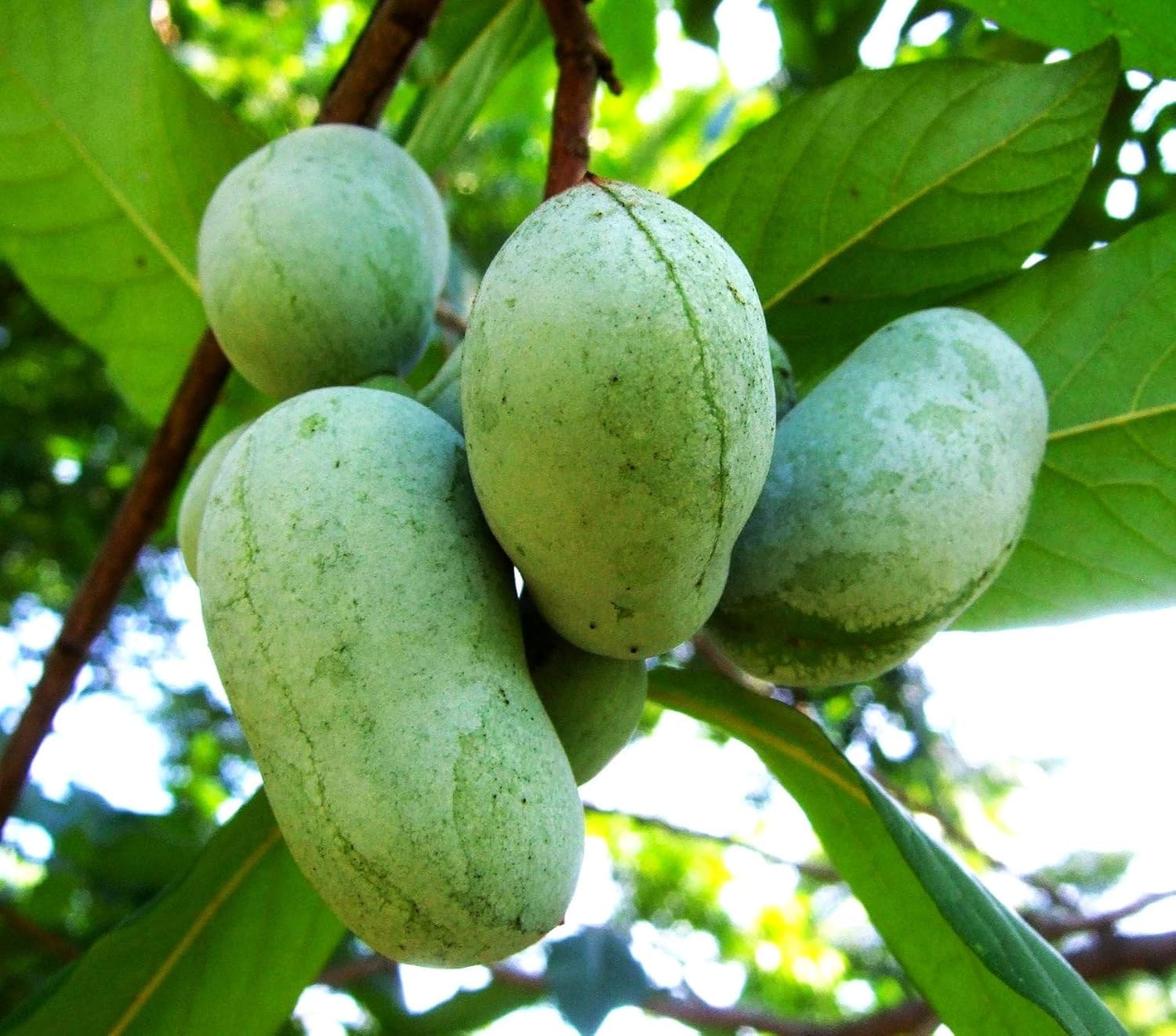 Pawpaw Fruit Tree Live, Tropical Paw Paw Tree Well Rooted in Quart Pot, 1 Year Old Edible Pawpaw, Dormant in Winter