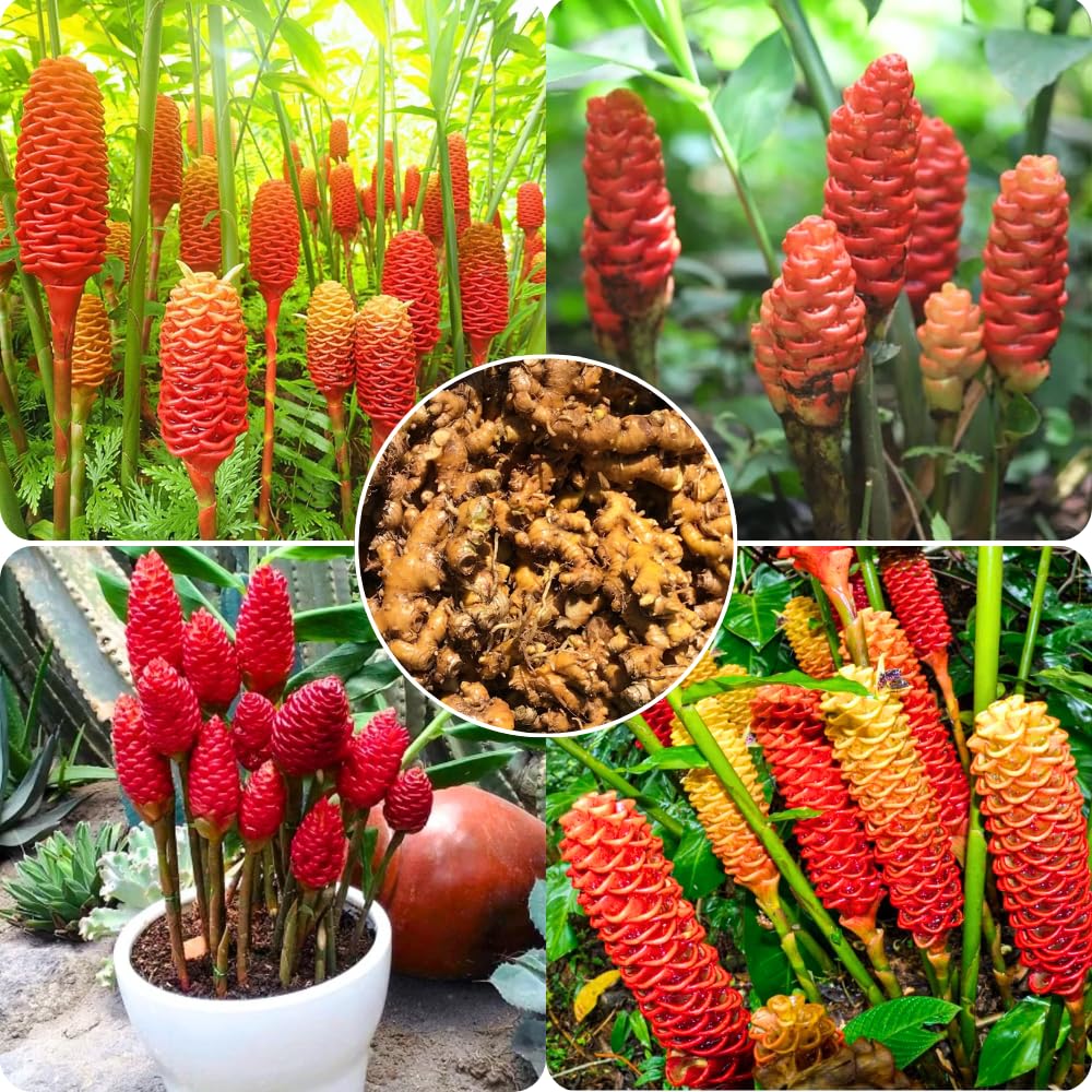 10 Awapuhi Shampoo Ginger Roots, Zingiber Zerumbet Pinecone Ginger Rhizomes for Home Garden, Ginger Live