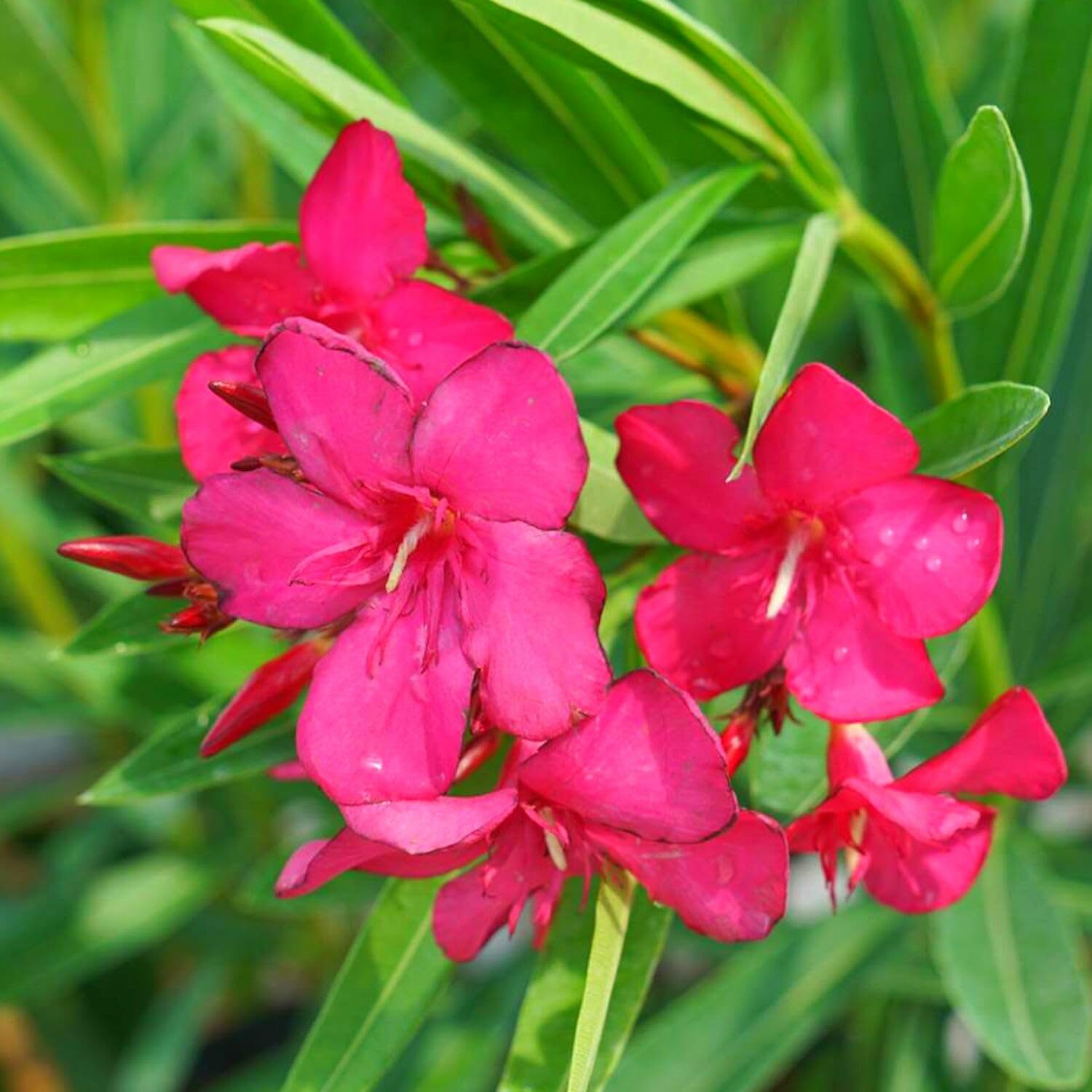 Pink Oleander Plants Live, 3 Live Plants, Fragrant Oleander Plant, 5 to 7 Inches Long