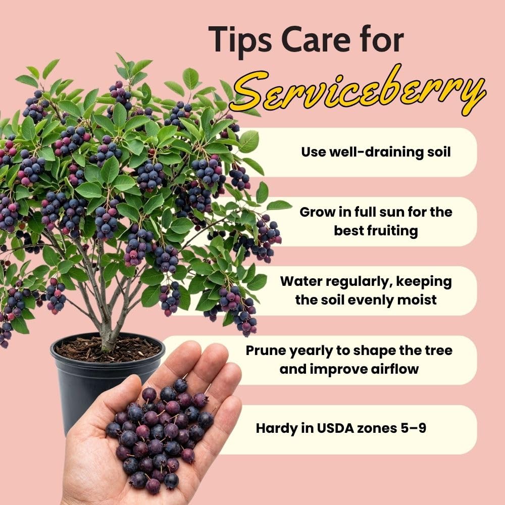 Edible Serviceberry Plant 6-12 Inch Tall