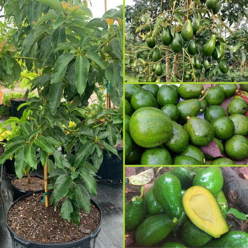 2 Years Old Avocado Tree Live Plant, 3-3.5 Ft Tall in 3 Gallon Pot, Cold Hardy, Ready to Bear Fruit, Outdoor Growing