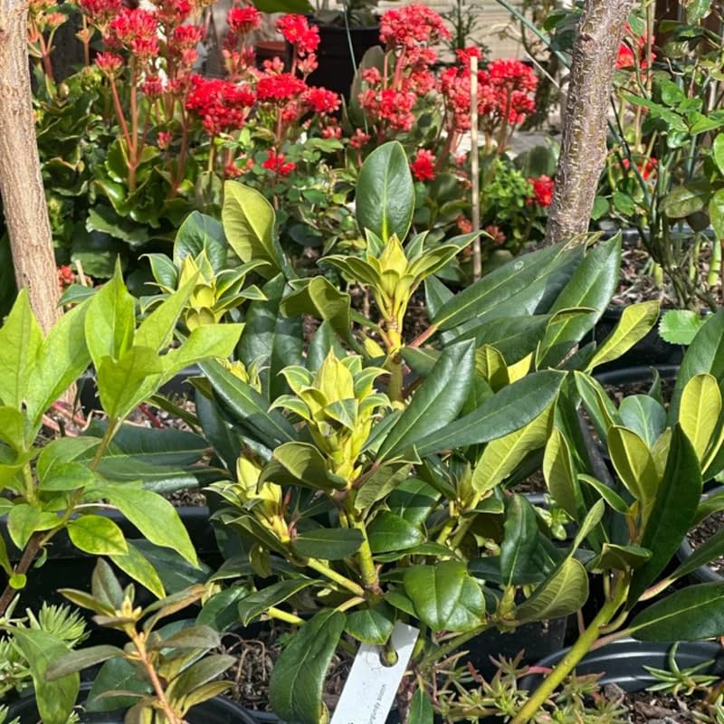 Upright Blue Rhododendron Plant Live, Azalea Plants, Rhododendron Azalea Bushes Ready to Plant, Live Shrubs for Outdoor Planting