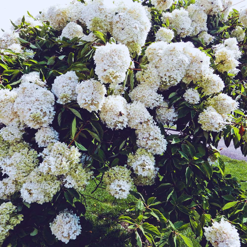 2 Snowball Bush Plant Tree Bare Roots, Snowball Viburnum Bush Live Plant Bare Root, 6 to 12 Inc Tall