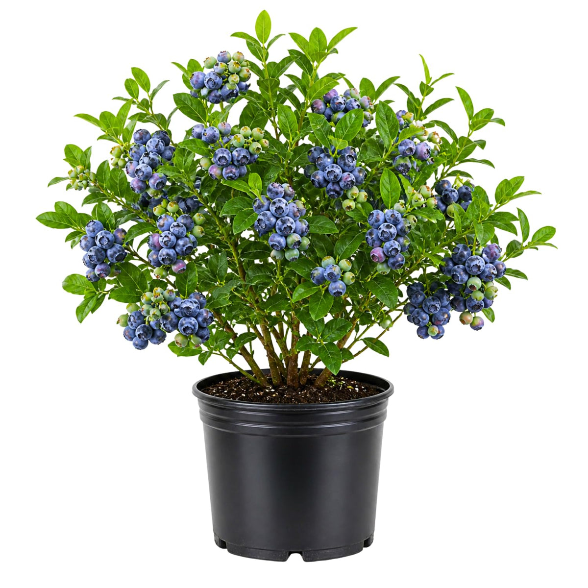 Blueberry Plant 2-3 Feet Tall in 2 Gallon Pot, Live Fruit Bush for Garden, Patio Containers, Backyard Growing, No CA (Bright)