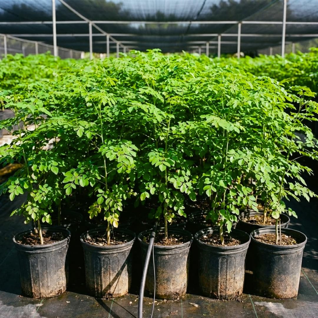 1 Year Old Live Moringa Tree Plant 2-3 Ft Tall in 1 Gallon Pot, Moringa Oleifera Plant, Hardy Drumstick Horseradish Trees