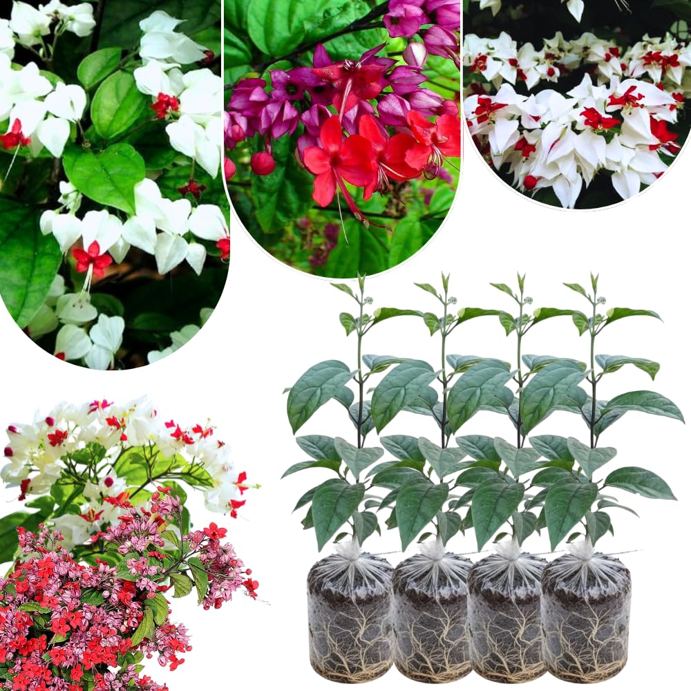 4 Mix Bleeding Heart Plants Live, Clerodendrum Perennial Shade Flower Plants, 4-6 Inch Tall Well-Rooted, Red and White Blooms